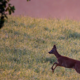 Moj Bambi