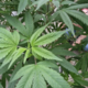 Legalizacija osebne rabe konoplje