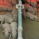 Farme Ihan: razkuževanje, zaposleni ne smejo doma vzrejati prašičev, ...
