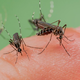 To se je v boju proti insektom izkazalo kot najbolj uspešno