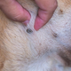 Veterinarka: "Zdravljenje je lahko dolgotrajno, naporno in drago"