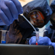 Na Hrvaškem potrdili smrtonosno bolezen, 41 ljudi je na antibiotikih