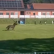 Med nogometno tekmo je na igrišče pritekel konj: Razkrivamo ozadje viralnega videa iz Dornave