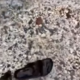 Posnetek, kako so se Francozi zabavali v Bovcu, obkrožil svet