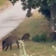 Video: Na ulicah v Istri kraljujejo divji prašiči