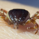 Pri sosedih odkrili nevarnega klopa, ki prenaša še neznan virus