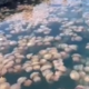 V Tržaškem zalivu turiste pričakala prava atrakcija
